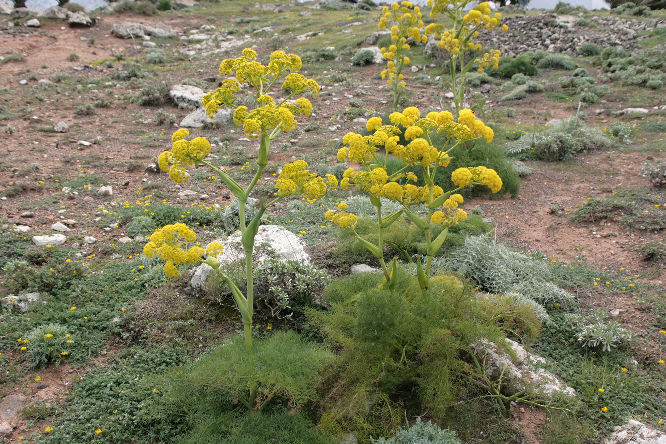 کاشت گیاه دارویی آنغوزه در ارسنجان