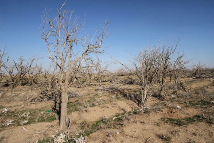 هزاران درخت روستای کلات در معرض خطر خشکسالی