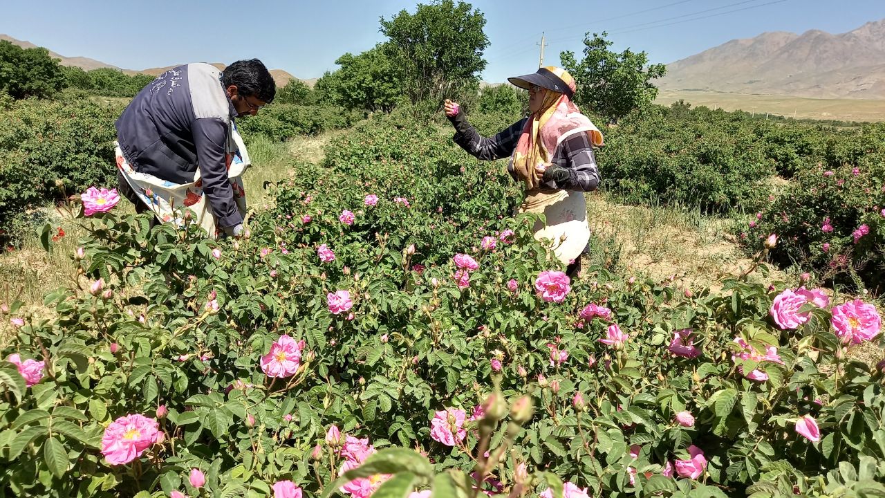 آغاز برداشت گل محمدی از گلستان‌های دلیجان