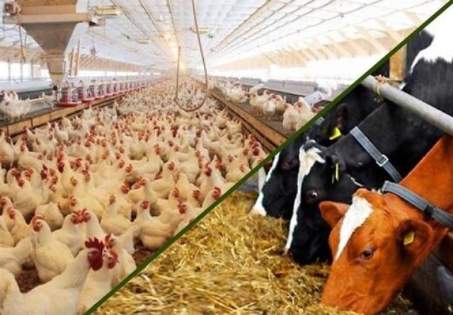 اعلام نحوه اعطای تسهیلات حمایتی بخش دام و طیور