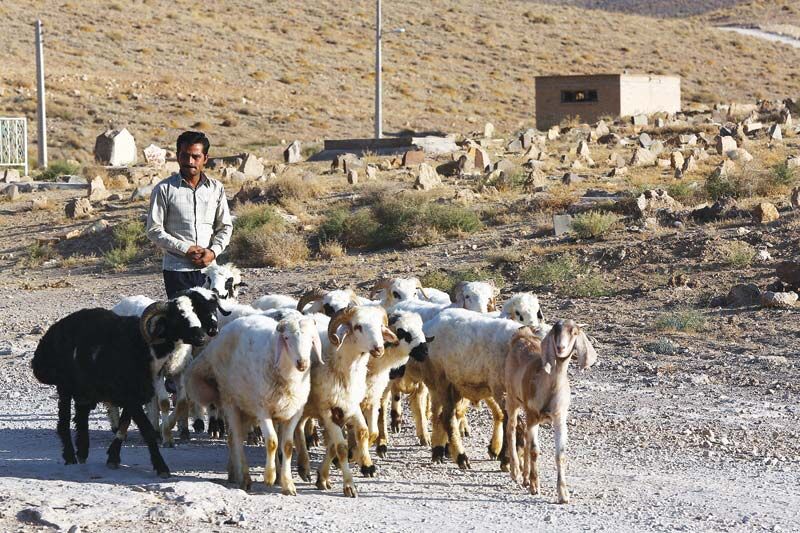 بهره مندی ۲ هزار دامدار خراسان رضوی از تسهیلات بانکی در قالب دامدارکارت