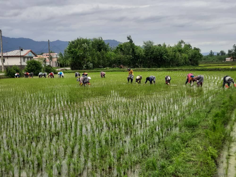 کمک بانوان کشاورز روستای چسلی ماسال به دوست بیمارشان