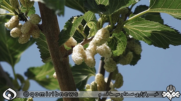 برداشت توت از غربی‌ترین توتستان‌های استان قم