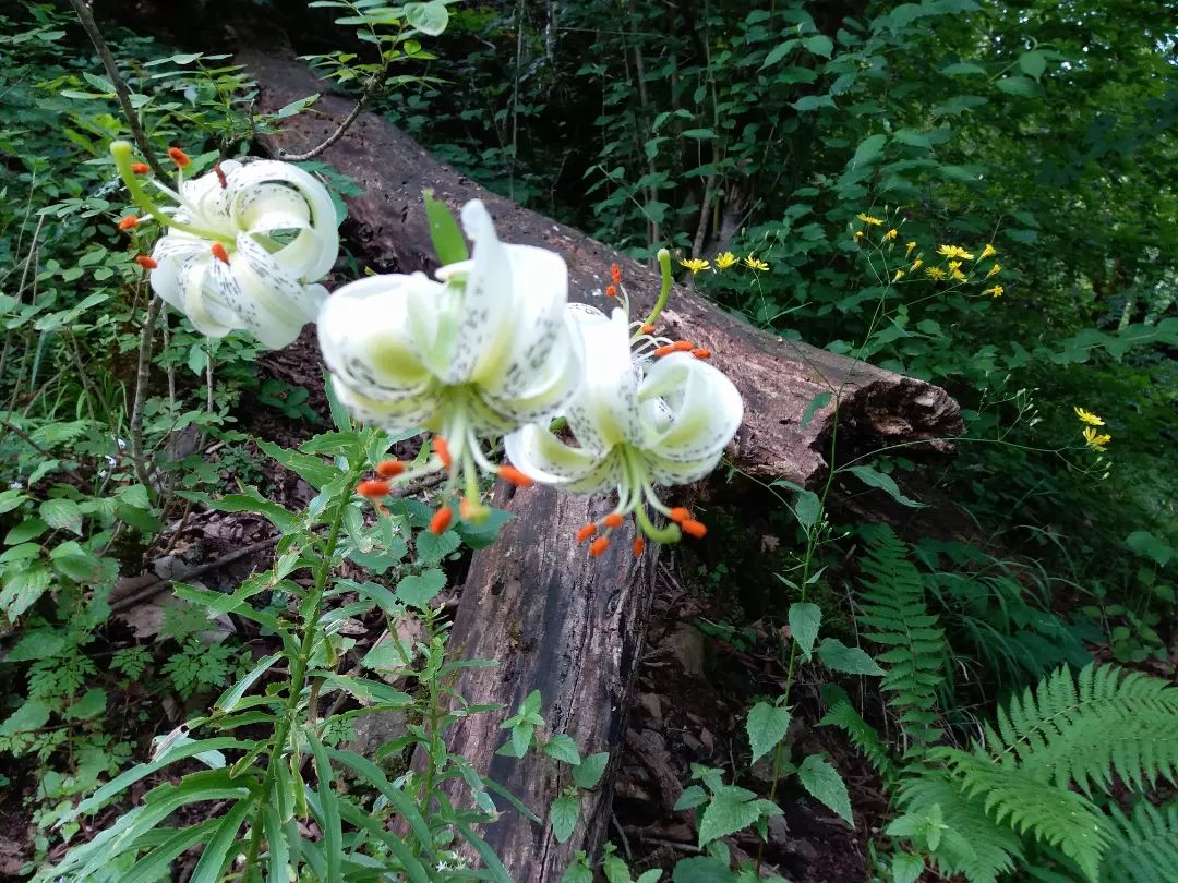 خودنمایی سوسن چلچراغ در ییلاقات املش