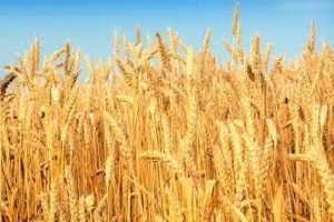 افزایش ۲۵ درصدی برداشت گندم در خوزستان