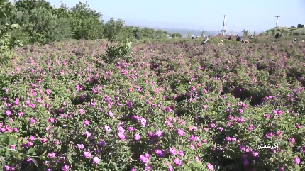 برداشت گل محمدی از مزارع شهرستان آذرشهر