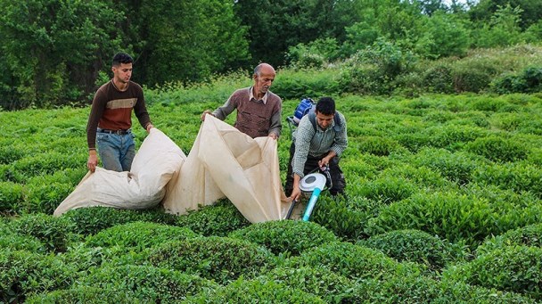 مهلت ۸ روزه برای بیمه باغ‌های چای گیلان و مازندران