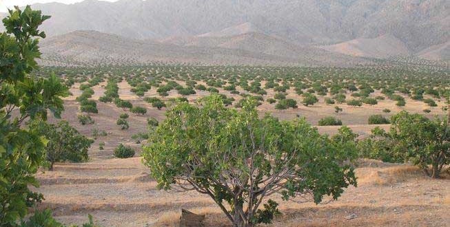 تکمیل پرونده ثبت جهانی انجیرستان دیم استهبان