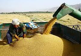 خرید تضمینی گندم استان زنجان از مرز ۱۰۰ هزار تن عبور کرد