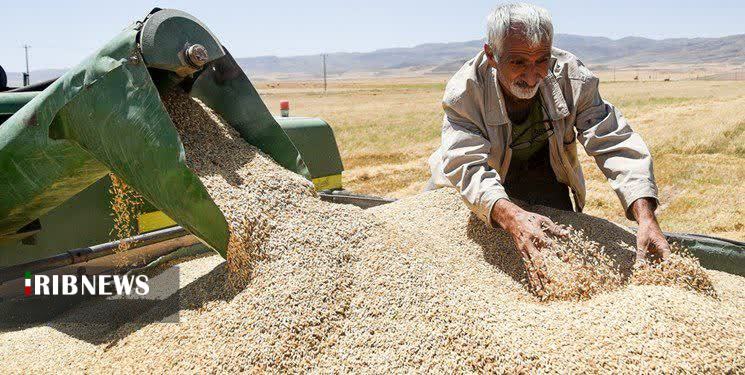 پرداخت بیش از ۱۶۰۰ میلیارد ریال از مطالبات گندمکاران زنجانی