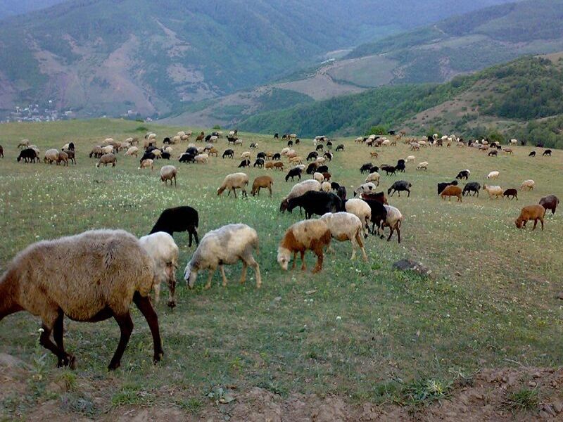 خروج دام های غیر مجاز از مراتع استان سمنان