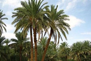 ممنوعیت، جابجایی پاجوش از سایر استانها به آبادان