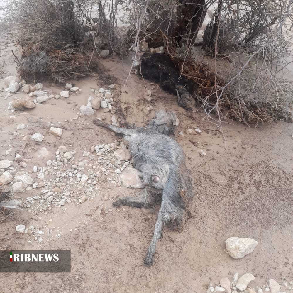 تلف شدن ۷۰ راس دام در شهرستان خنج
