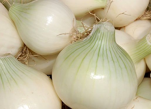 تولید ۴۲۰ هزارتن پیاز خوراکی در فارس