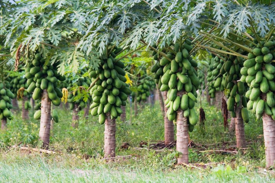 به ثمر نشستن میوه استوایی در نی ریز