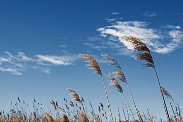 وزش باد در خراسان رضوی شدت می گیرد