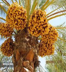 خسارت جبران ناپذیر مونسون به محصول خرمای فنوج