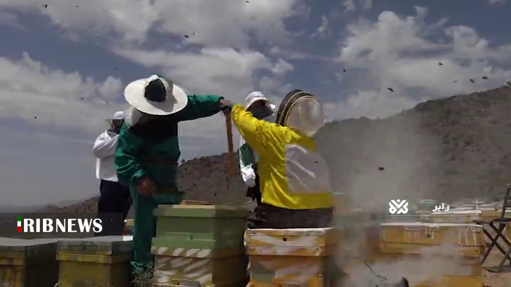تولید950 تن عسل در رابُر