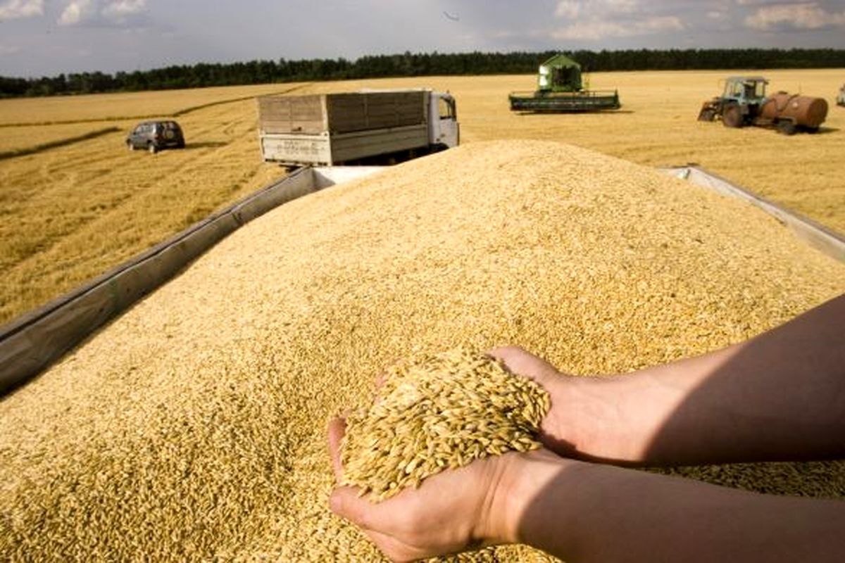 خرید بیش از ۲۰۹ هزار تن گندم از کشاورزان اردبیل