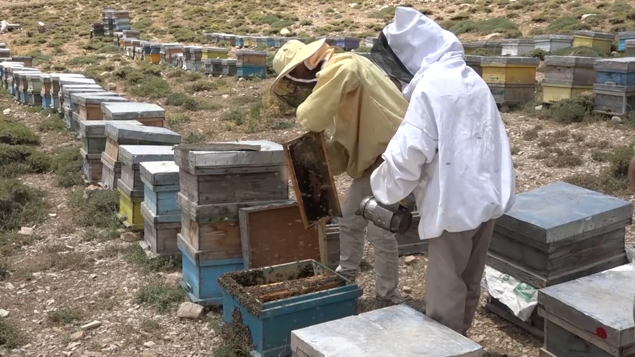 افزایش ۵ برابری تولید عسل کوهی با اصلاح نژاد زنبور بومی