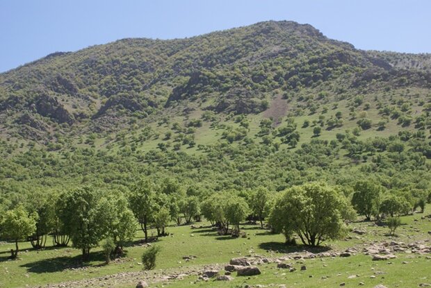 سود سه میلیارد تومانی کشت گیاهان دارویی برای بهره برداران