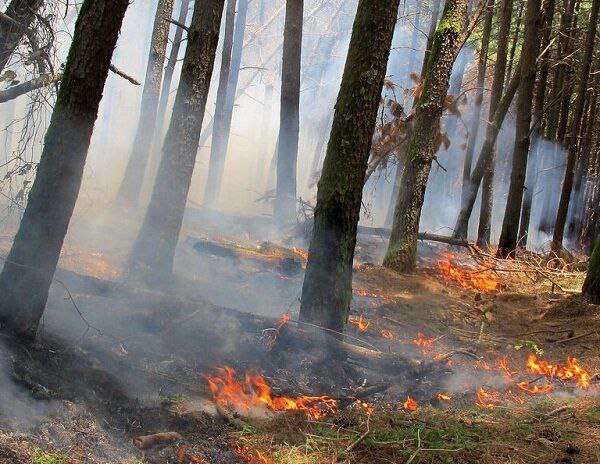 مهار آتش در جنگل مالاک مازندران