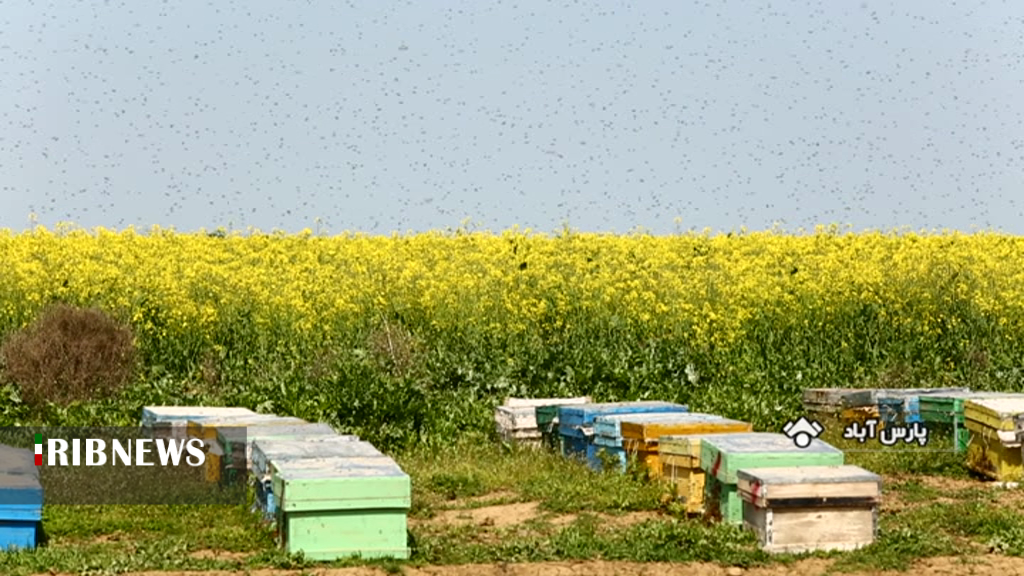 از سرگیری تولید عسل در شرکت کشت و صنعت و دامپروری مغان