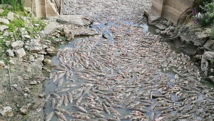 تلف شدن ۱۱ تن ماهی در فرانسه