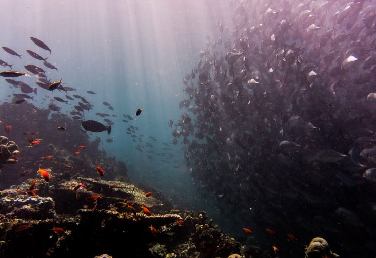 خطر انقراض ۹۰ درصد گونه‌های دریایی با گازهای گلخانه ای