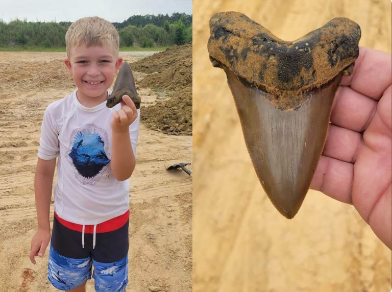 کشف فسیل چند میلیون ساله دندان یک کوسه غول‌پیکر